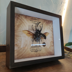 Steampunk Beetle Insect, Real Chalcosoma Atlas,  Wall Decor, Ornament Aesthetic Art, Tech Art Gift, Biomechanical Art